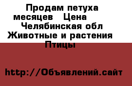Продам петуха 7месяцев › Цена ­ 700 - Челябинская обл. Животные и растения » Птицы   